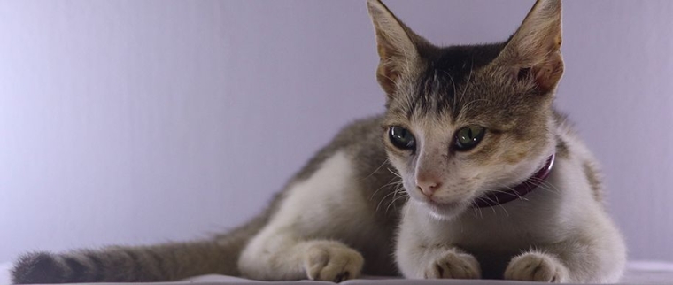 chat Ceylan